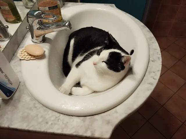 chatte reunited   91360 Villemoisson-sur-Orge Mimi