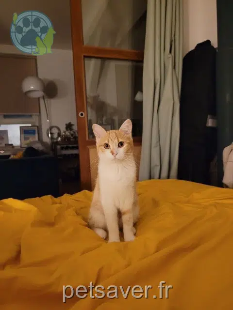 gata reunited   91190 Gif-sur-Yvette Mimolette