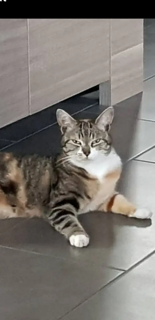 Chatte Perdue 91 Essonne - Minette Chatte Perdue 91 Essonne - Minette