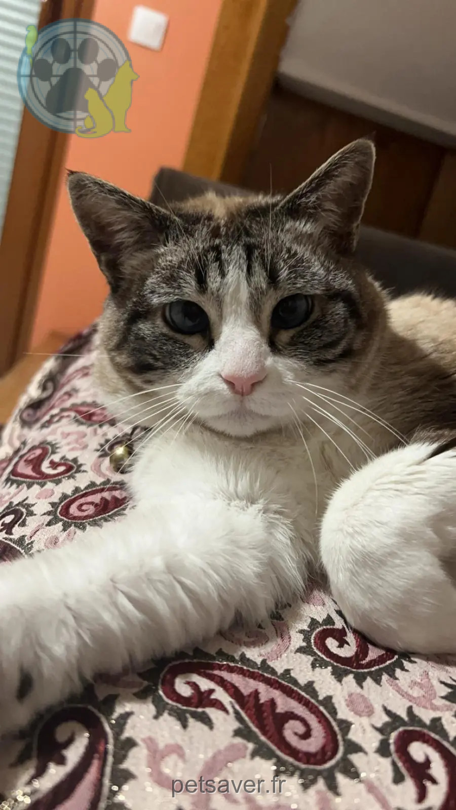 Chatte Trouvée 91 Essonne - Minou Chatte Trouvée 91 Essonne - Minou