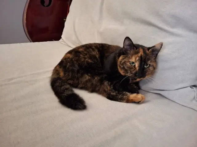 chatte reunited   91470 Limours Mira
