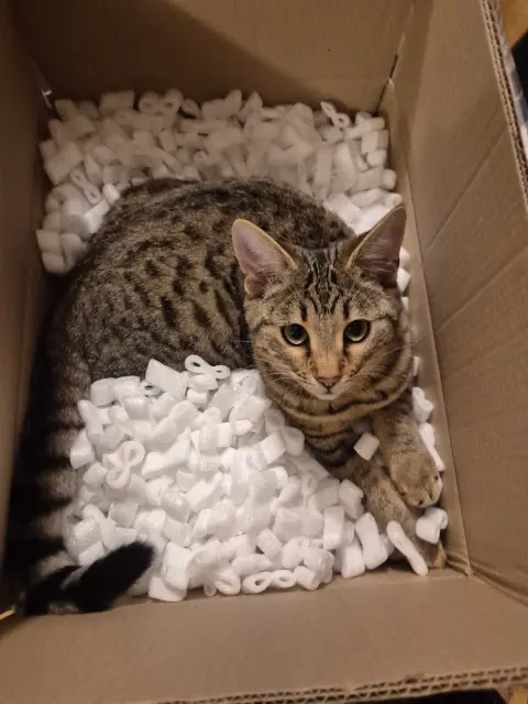 chatte reunited   91390 Morsang-sur-Orge Misty