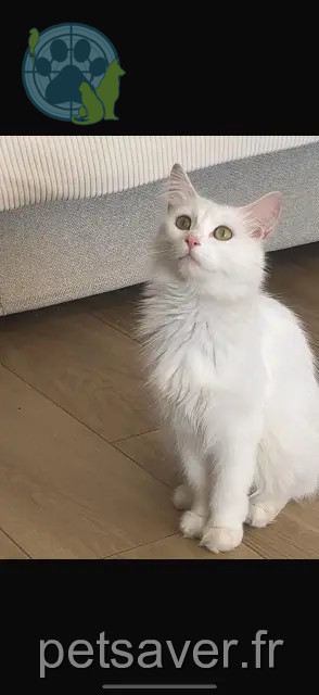 chatte reunited 91090 Lisses Moeza
