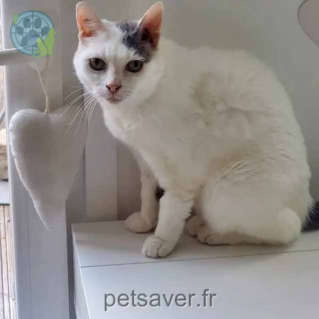 chatte reunited   91240 Saint-Michel-sur-Orge Mya