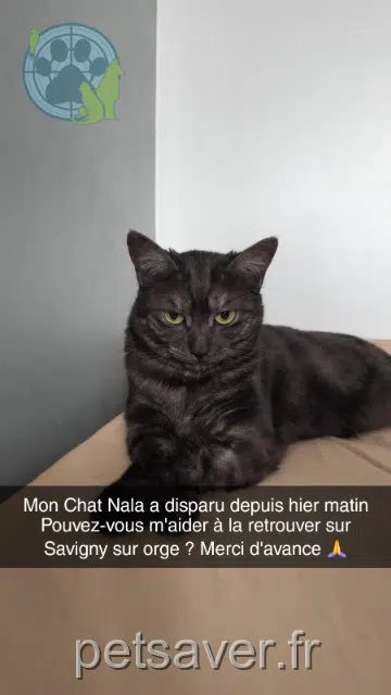 chatte reunited   91600 Savigny-sur-Orge Nala