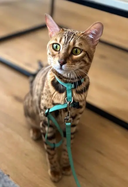 chatte reunited   91410 Saint-Escobille Nala