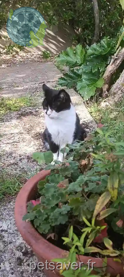 Chatte Trouvée 91 Essonne - Nénette Chatte Trouvée 91 Essonne - Nénette