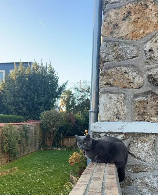 chatte reunited   91600 Savigny-sur-Orge Paillette