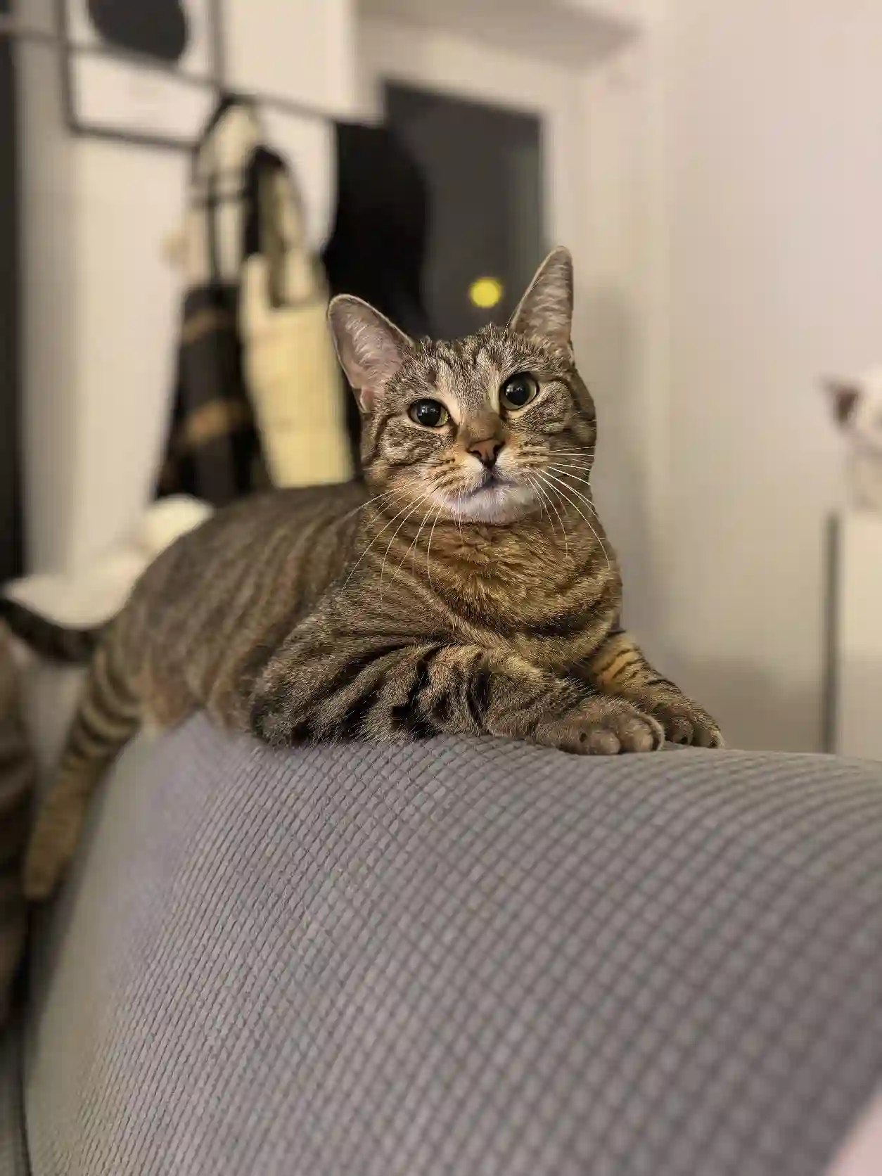Chatte Perdue 91 Essonne - Patate Chatte Perdue 91 Essonne - Patate