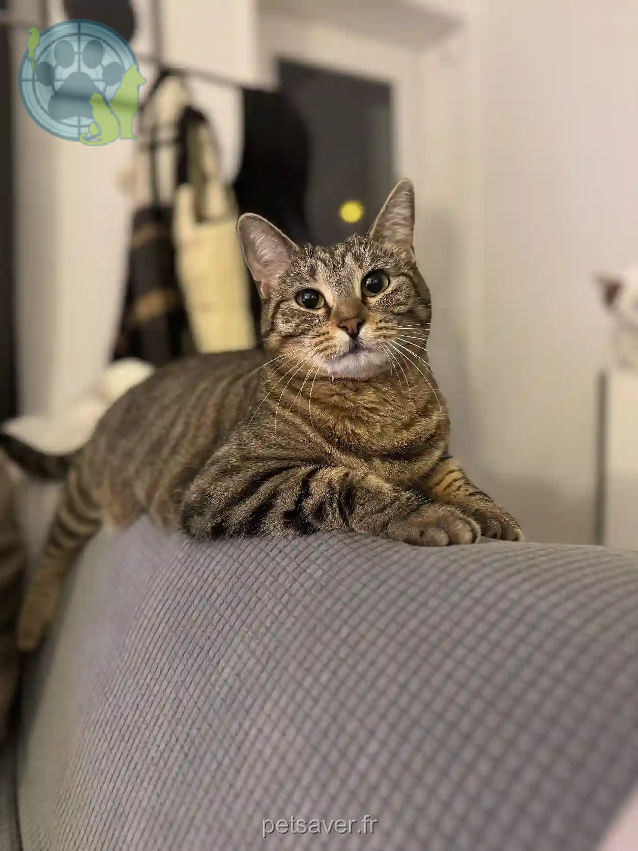 Chatte Perdue 91 Essonne - Patate Chatte Perdue 91 Essonne - Patate