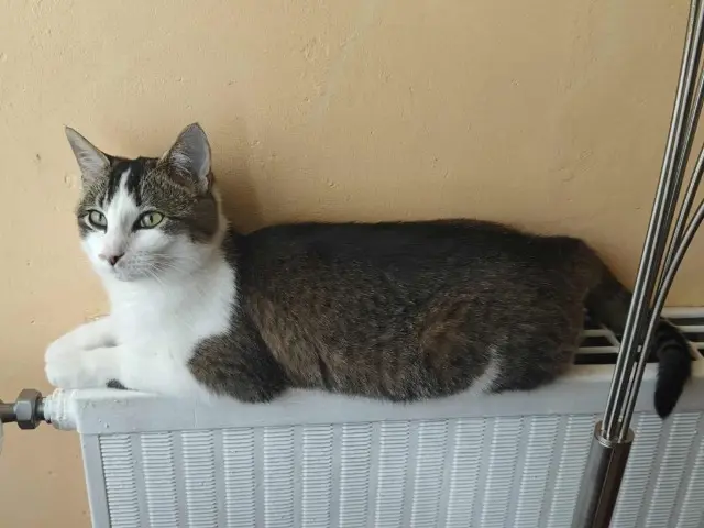 chatte reunited    Évry-Courcouronnes Pitchoune