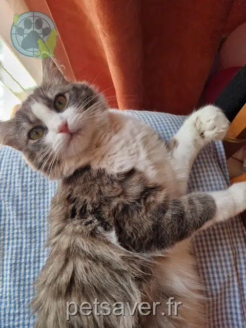 chatte reunited   91160 Saulx-les-Chartreux Plume