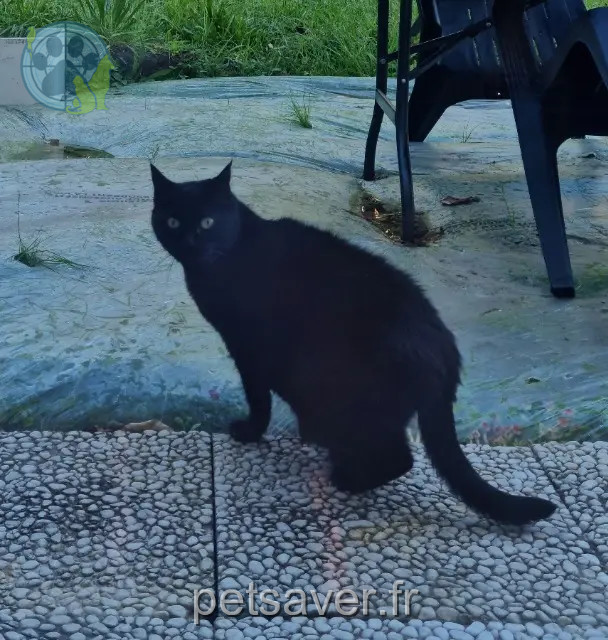 chatte reunited 91680 Bruyères-le-Châtel Poupette