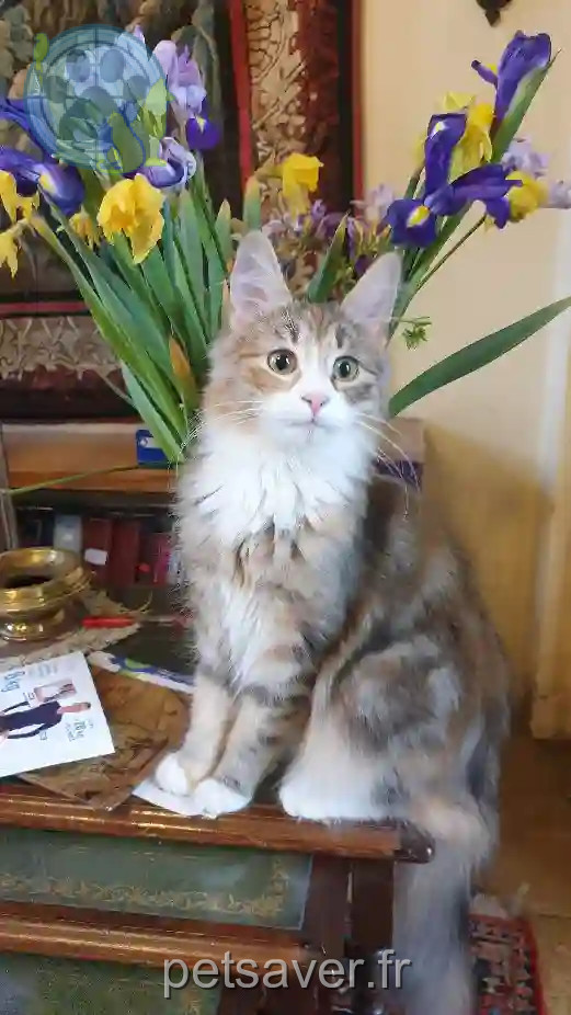 Chatte Trouvée 91 Essonne - Pumpkin Chatte Trouvée 91 Essonne - Pumpkin
