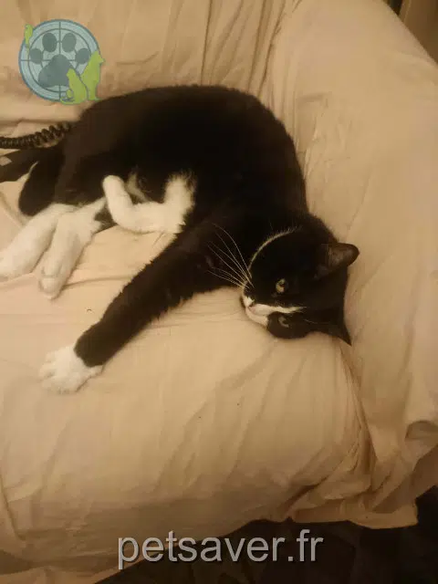 chatte reunited 91700 Sainte-Geneviève-des-Bois Queenie