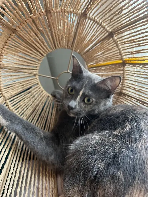 chatte reunited   91470 Limours Roquette