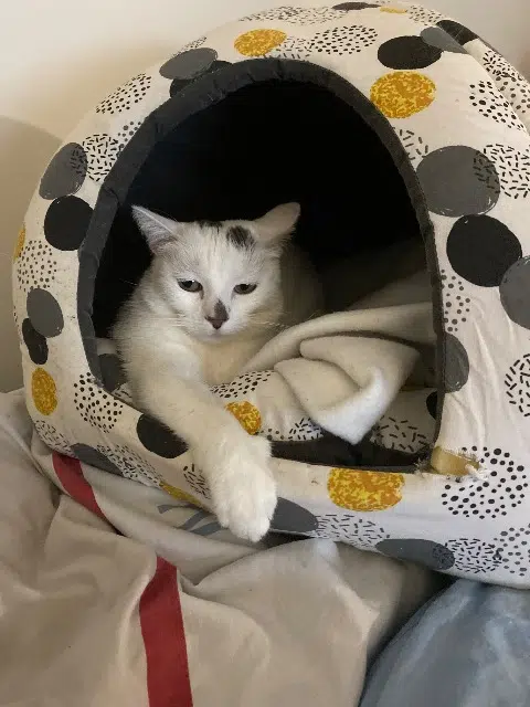 chatte reunited   91290 Arpajon Roxanne