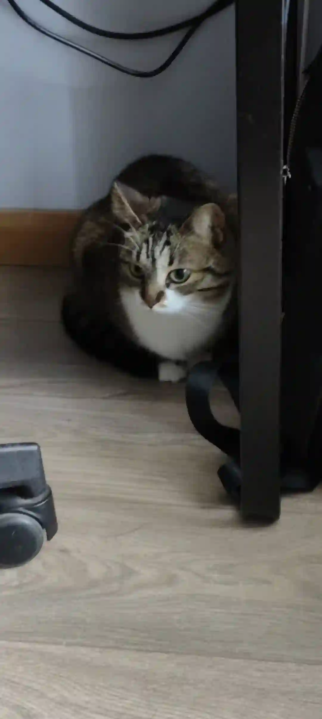 Chatte Trouvée 91 Essonne - Roxy Chatte Trouvée 91 Essonne - Roxy