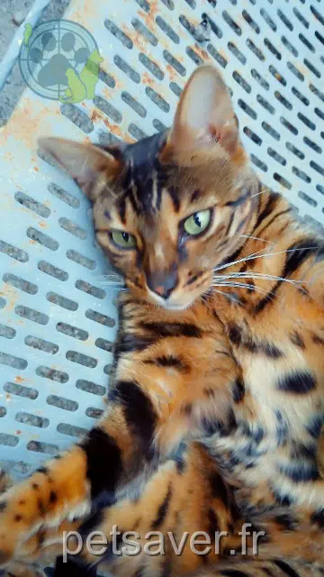 chatte reunited   91470 Boullay-les-Troux Saki