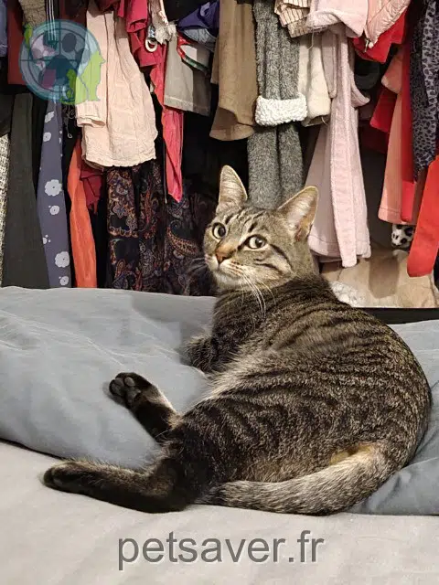 chatte reunited 91390 Morsang-sur-Orge Salsa