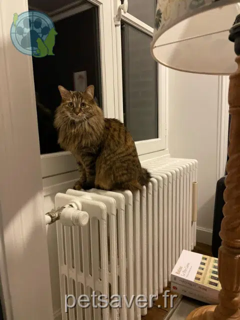 chatte reunited   91800 Brunoy Satine