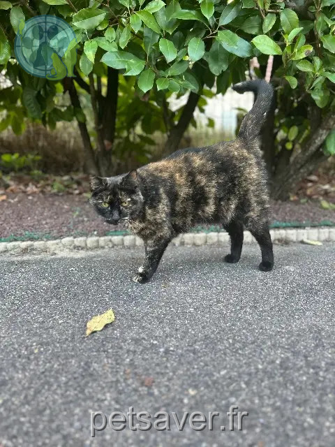 chatte reunited   91830 Le Coudray-Montceaux Scarlett