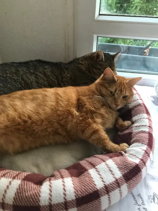 Chatte Perdue 91 Essonne - Schtroumpfette Chatte Perdue 91 Essonne - Schtroumpfette
