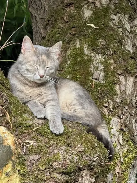 chatte reunited   91450 Soisy-sur-Seine Schweppsie