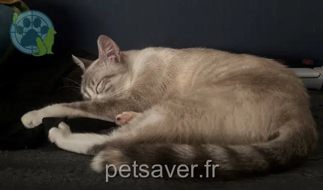 chatte reunited 91070 Bondoufle Snowa