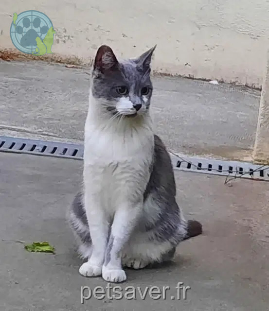 gatta reunited 91300 Massy Stella