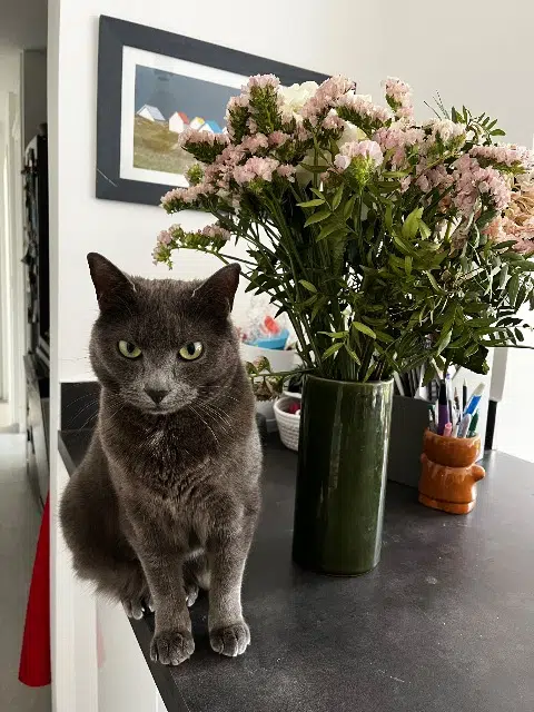 chatte reunited   91370 Verrières-le-Buisson Suki