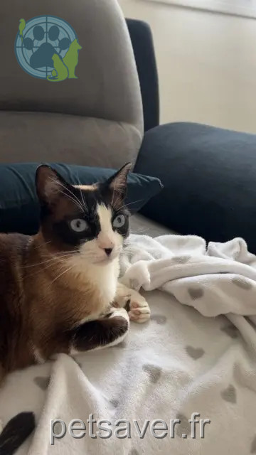 chatte reunited 91160 Saulx-les-Chartreux Suzy