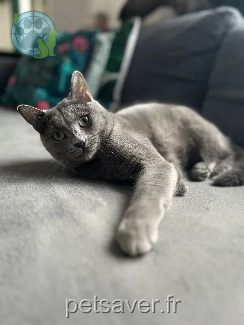 Katze reunited 91560 Crosne Tahiti