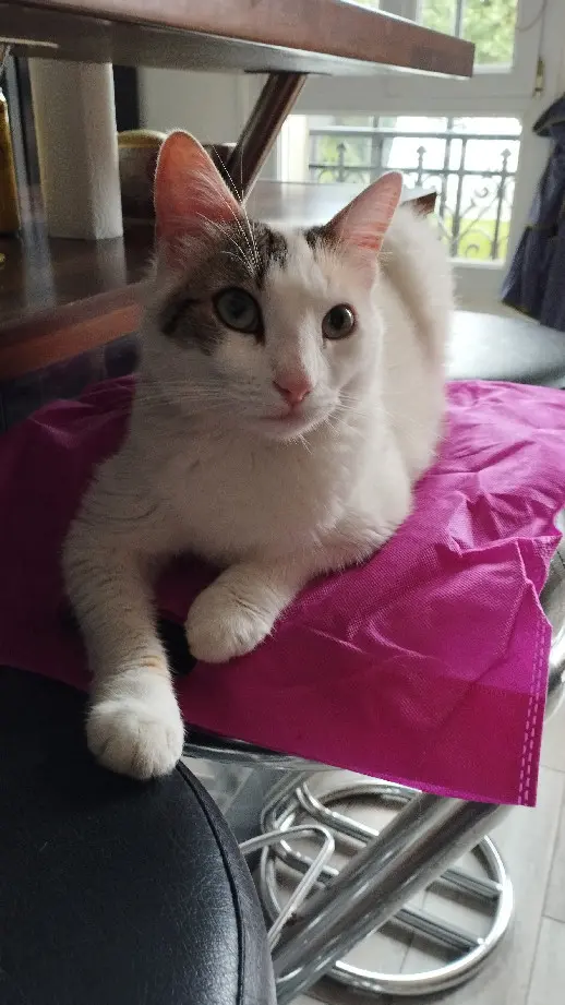 Chatte Perdue 91 Essonne - Tamia Chatte Perdue 91 Essonne - Tamia