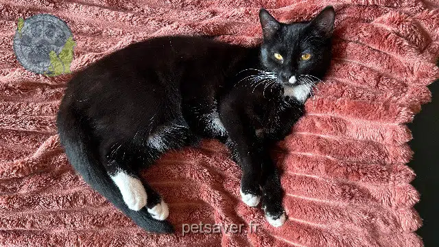 chatte reunited   91260 Juvisy-sur-Orge Tara