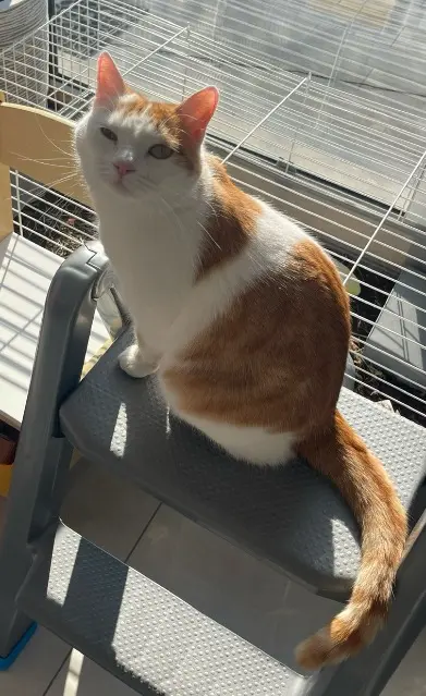 chatte reunited   91640 Vaugrigneuse Tartine