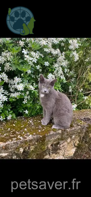 chatte reunited   91290 Arpajon Topaze