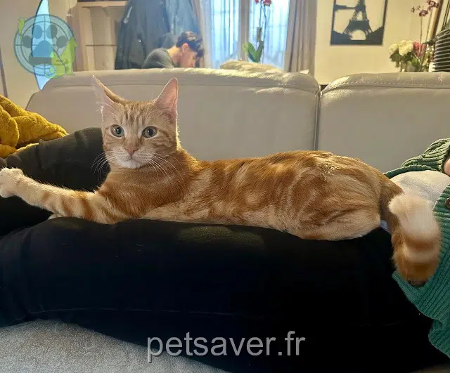 chatte reunited 91170 Viry-Châtillon Vanille