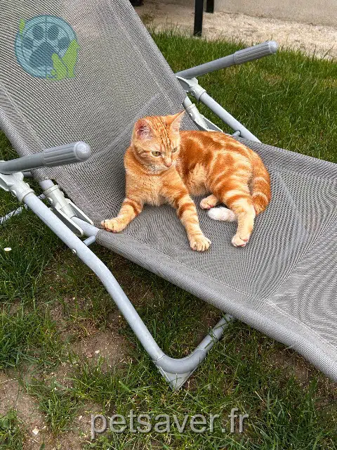 chatte reunited 91170 Viry-Châtillon Vanille
