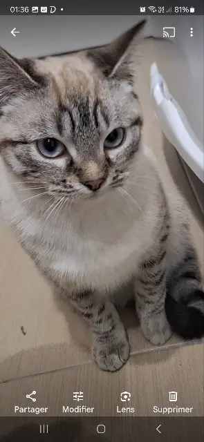 chatte reunited   91190 Gif-sur-Yvette wapi