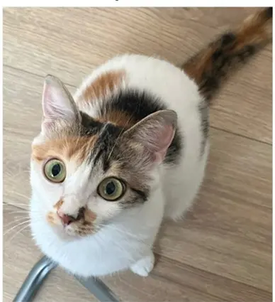 chatte reunited   91220 Brétigny-sur-Orge Yumi