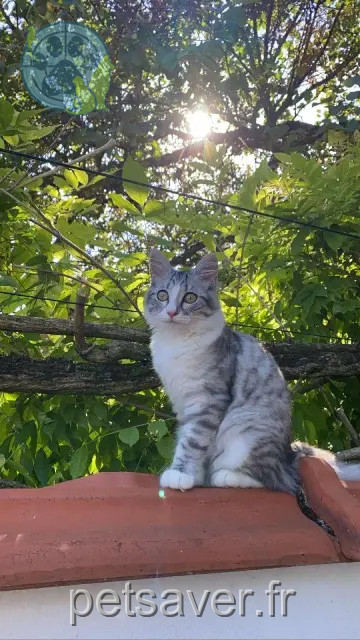 chatte reunited   91200 Athis-Mons Yycky