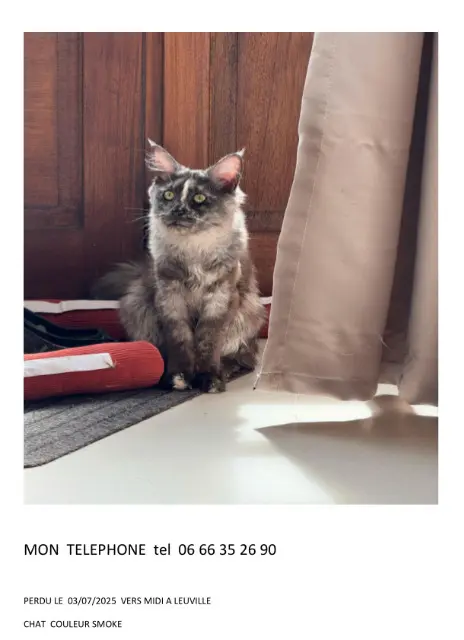 chatte reunited   91310 Leuville-sur-Orge zag