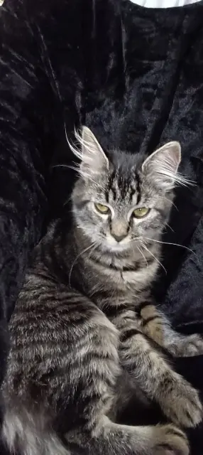 chatte reunited   91780 Saint-Hilaire Zelda