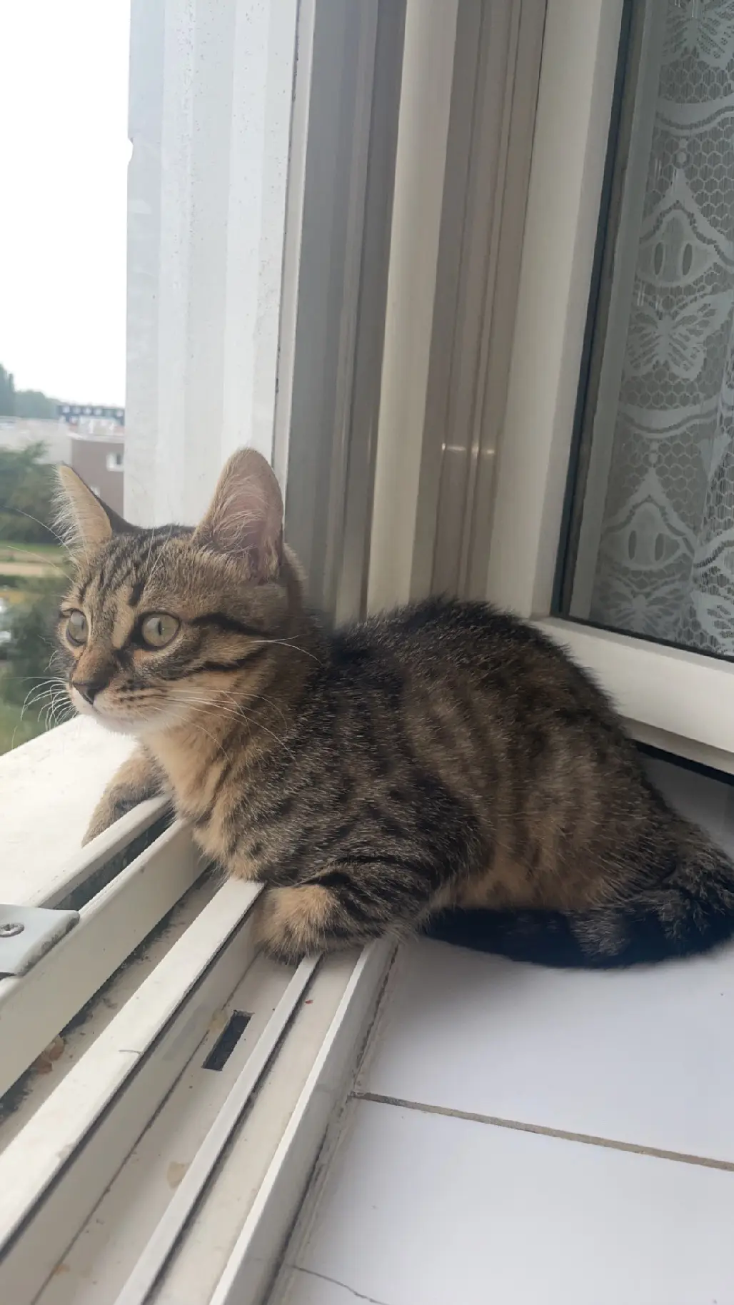 Chatte Perdue 91 Essonne Chatte Perdue 91 Essonne