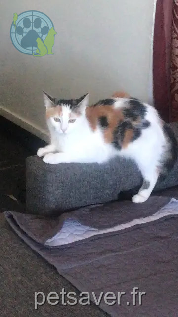chatte reunited   92220 Bagneux Akira