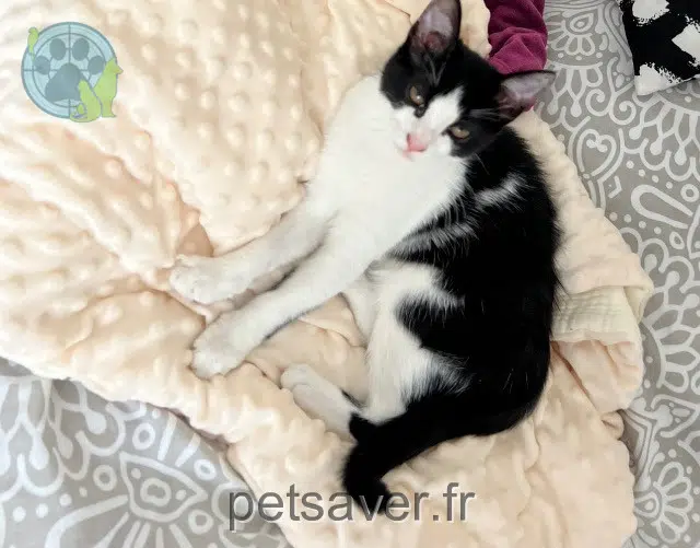 chatte reunited 92400 Courbevoie Alf