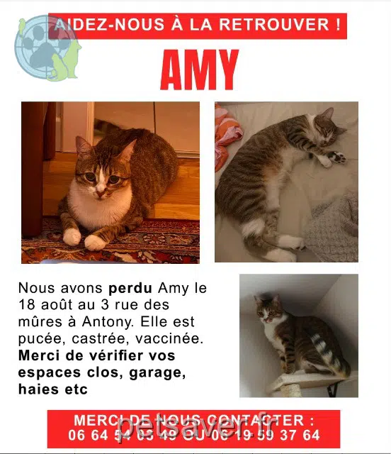 chatte reunited 92160 Antony Amy