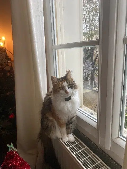 chatte reunited   92310 Sèvres Avril