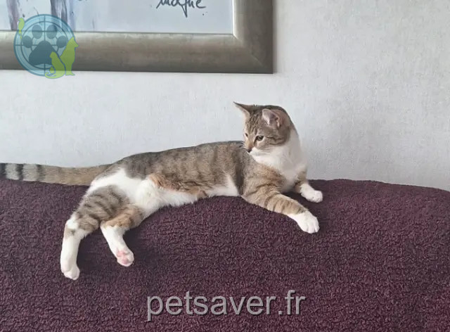 chatte reunited 92600 Asnières-sur-Seine Beifong